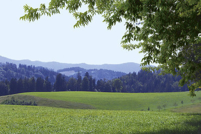 Frische Wiesen in St. Mrgen