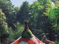 Blumenpfau Bad Krozingen (Bildnachweis: Mit freundlicher Genehmigung der Kur und B�der GmbH Bad Krozingen)