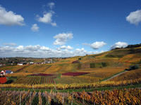 Rebhnge im Herbst (Bildnachweis: Mit freundlicher Genehmigung der Gemeinde Ortenberg)