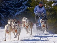 (Bildnachweis: Mit freundlicher Genehmigung Tourist Information Bernau) (Bildnachweis: Mit freundlicher Genehmigung Tourist Information Bernau)