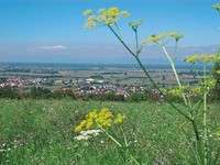  (Bildnachweis: Mit freundlicher Genehmigung der Gemeinde Kippenheim)