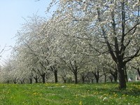 (Bildnachweis: Mit freundlicher Genehmigung der Stadt Schliengen) (Bildnachweis: Mit freundlicher Genehmigung der Stadt Schliengen)