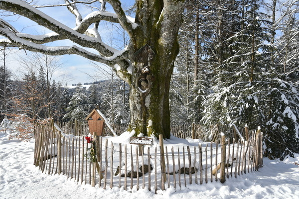 Balzer Herrgott in Furtwangen im Winter Bildnachweis:  Hochschwarzwald Tourismus GmbH