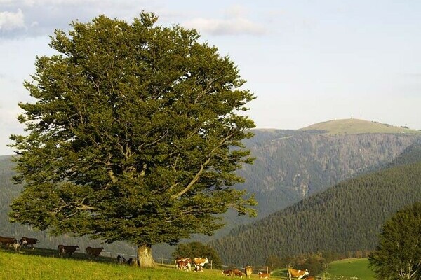 Weide am Schauinsland Bildnachweis: Tourist-Information Dreisamtal