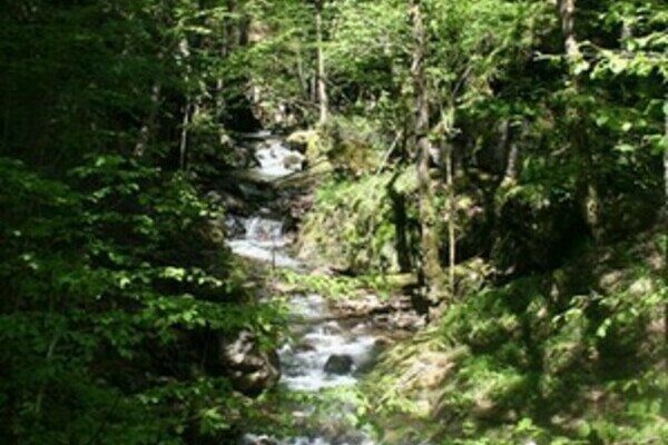 Wasserfallsteig - WIese