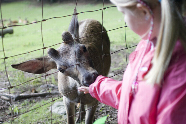 Wildgehege am Bergsee - Bad Sckingen Bildnachweis: Tourismus- und Kulturamt Bad Sckingen