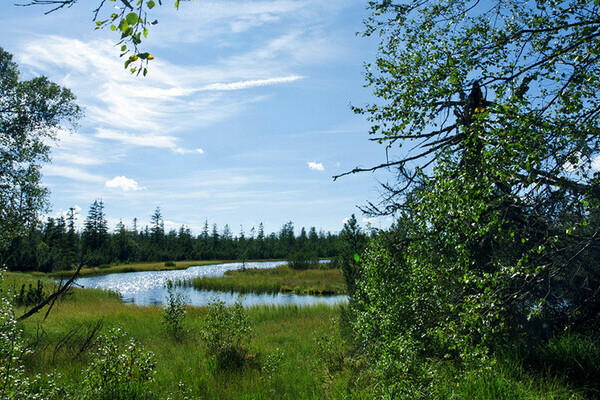 Kaltenbronn, Wildsee Copyright: (Touristik Wildsee)