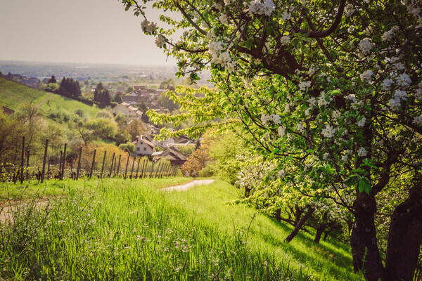 Ortenauer Weinpfad Bildnachweis: Stadt Offenburg