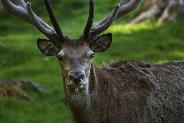 Wildgehege Ailwald Bildnachweis: Mit freundlicher Genehmigung von Baiersbronn Touristik | &copy; Hardy Mller